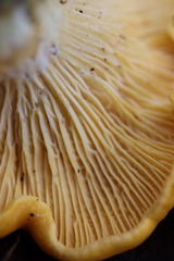 Cantharellus tenuithrix
