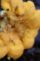 Cantharellus tenuithrix