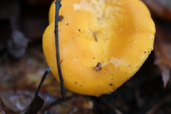 Cantharellus tenuithrix