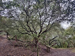 Arctostaphylos pallida
