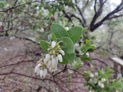 Arctostaphylos pallida