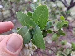 Arctostaphylos pallida