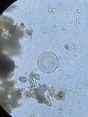 Coscinodiscophycidae