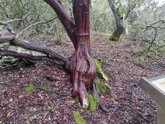 Arctostaphylos pallida
