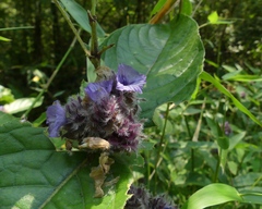 Neuracanthus sphaerostachyus
