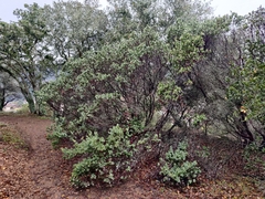 Arctostaphylos pallida
