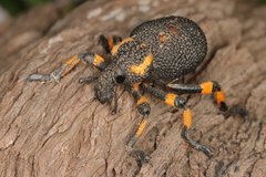 Brachycerus labrusca