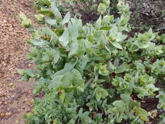 Arctostaphylos pallida