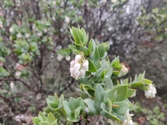 Arctostaphylos pallida