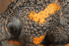 Brachycerus labrusca