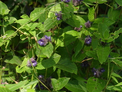 Neuracanthus sphaerostachyus