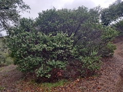 Arctostaphylos pallida
