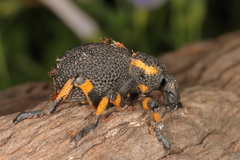 Brachycerus labrusca