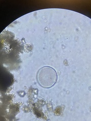 Coscinodiscophycidae