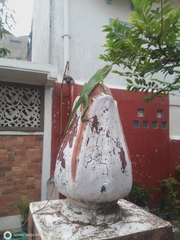 Bronchocela jubata