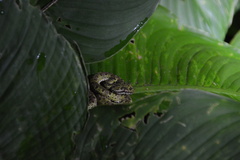 Bothriechis schlegelii