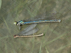 Coenagrion glaciale