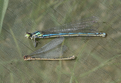 Coenagrion glaciale
