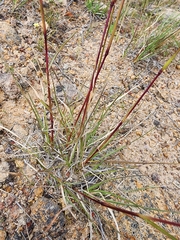 Cymbopogon refractus