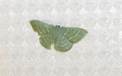 Chlorocoma tachypora