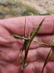 Cymbopogon refractus