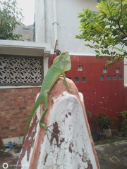 Bronchocela jubata