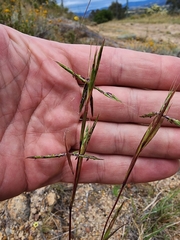 Cymbopogon refractus