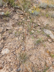 Cymbopogon refractus