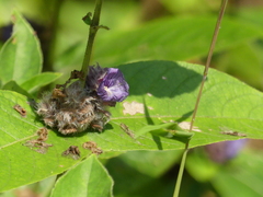 Neuracanthus sphaerostachyus