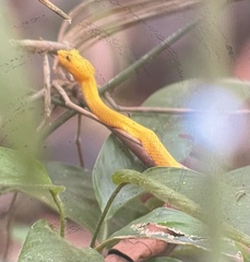 Bothriechis schlegelii