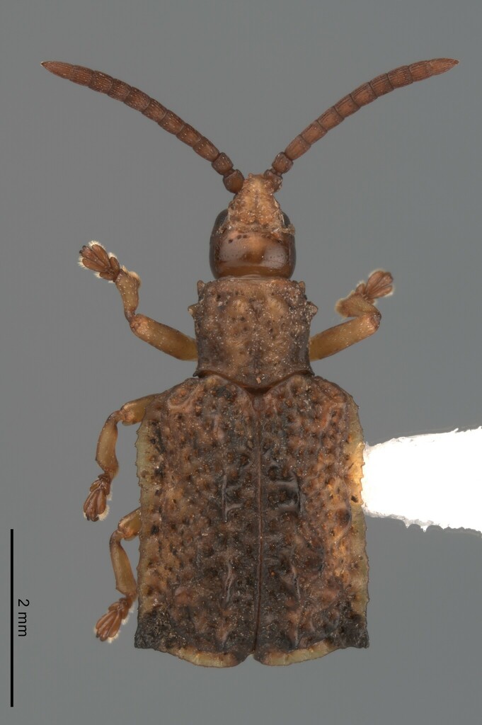 Oncocephala angusticollis