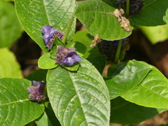 Neuracanthus sphaerostachyus