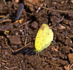 Eurema hecabe solifera