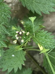 Capsella bursa-pastoris
