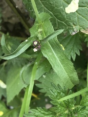 Capsella bursa-pastoris
