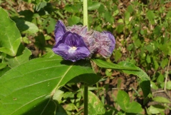 Neuracanthus sphaerostachyus