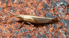 Plutella xylostella-australiana