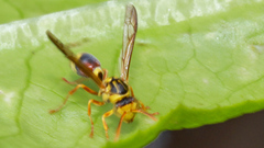 Ropalidia romandi