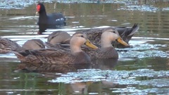 Anas platyrhynchos × fulvigula