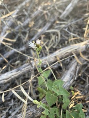 Fleischmannia incarnata