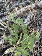 Fleischmannia incarnata