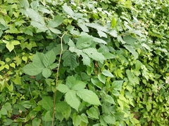 Rubus procerus