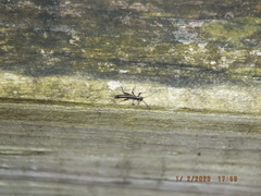 Allocapnia vivipara