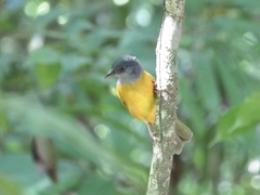 Eucometis penicillata