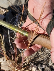 Heteropogon contortus