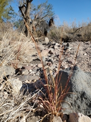 Heteropogon contortus