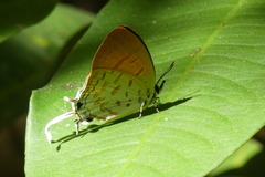Drupadia ravindra