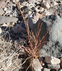 Heteropogon contortus