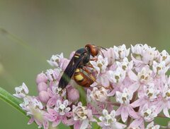 Cerceris bicornuta