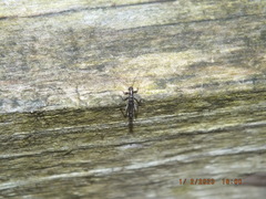 Allocapnia vivipara